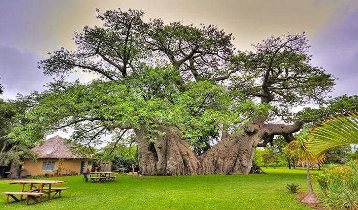 Bar in the world’s oldest tree